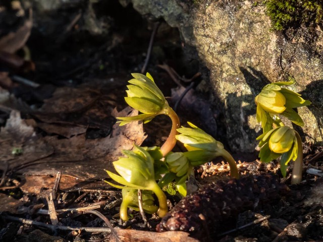 雪融化后的第一个春天的花——冬天的乌头（Eranthis hyemalis）开始在阳光下开花。所有花中最早在冬末春初从土壤中出现的一种.jpeg