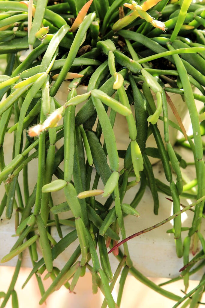 花园中美丽的Rhipsalis Micrantha或Rhipsalis Roseana植物.jpeg