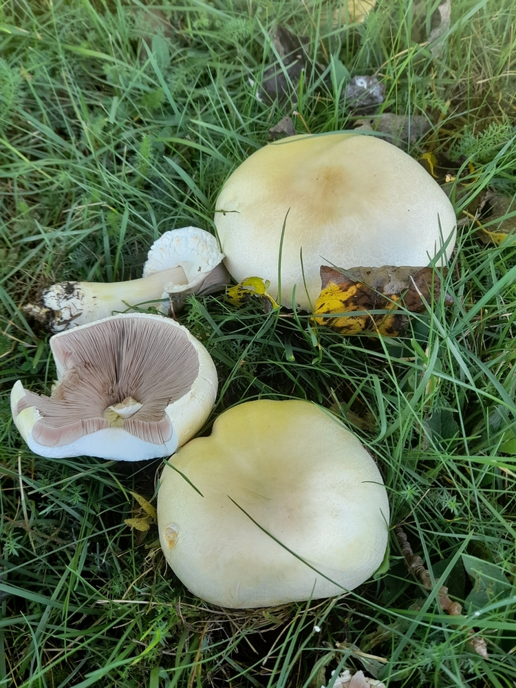 蘑菇