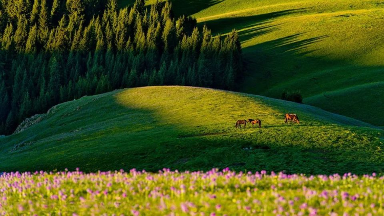 新疆维吾尔自治区