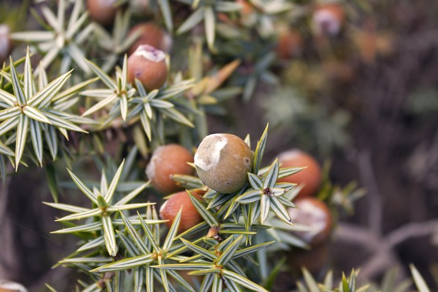 杜仲圆锥Cone of juniperus  oxycedrus macrocarpa.jpeg