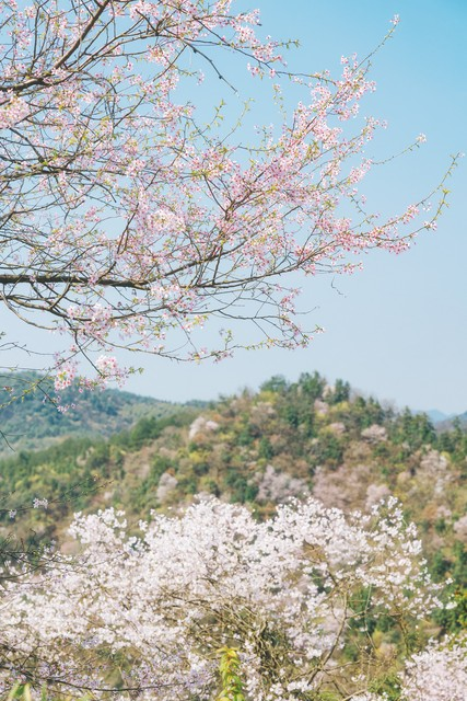 山樱桃