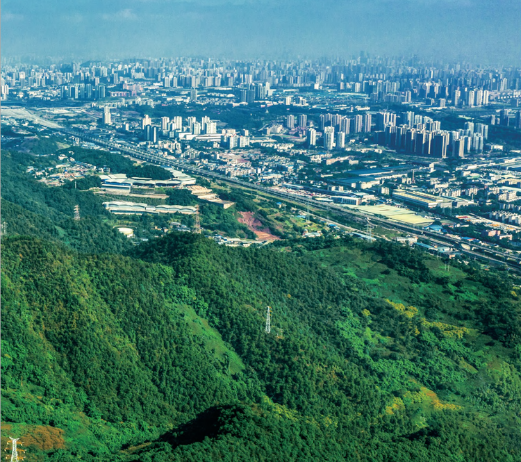 九龙坡区