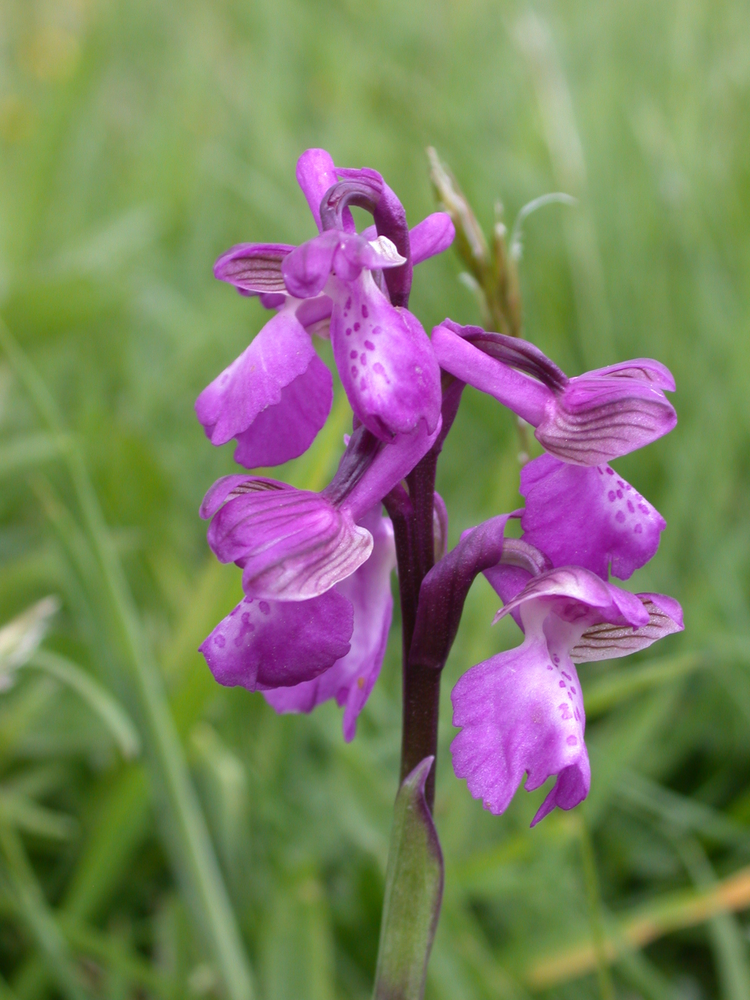 Anacamptis morio.jpeg