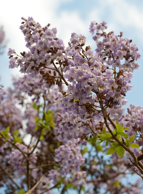 泡桐树开花枝。Blossoming branch of tree Paulownia..jpeg