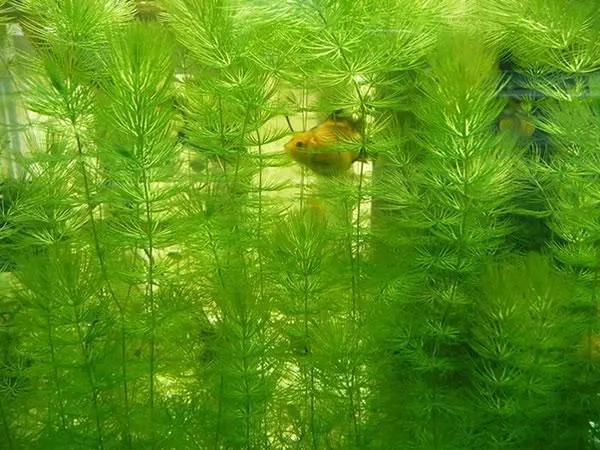 涡河