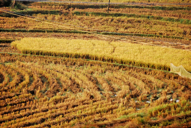 湖南常德：《乡愁》摄影作品追忆著名诗人余光中