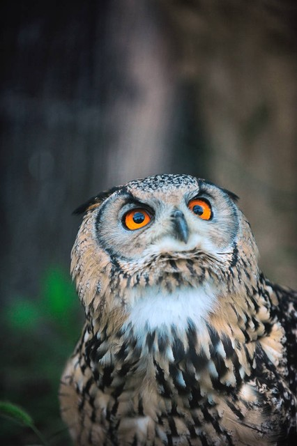 猫头鹰抬头OWL LOOKING UP