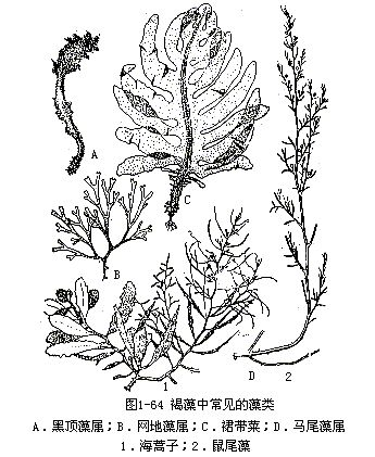 褐藻门