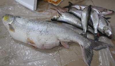 湖北十堰：禁渔期过后 渔民捕获84斤重巨型鱼
