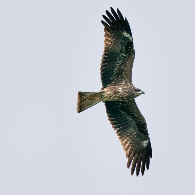 禄劝彝族苗族自治县