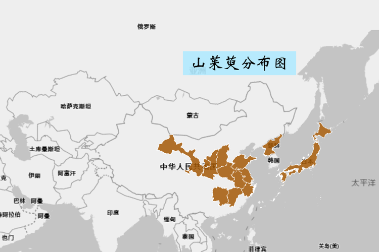山茱萸