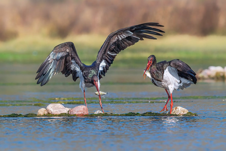 长岛海洋生态文明综合试验区