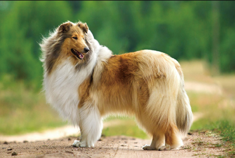 苏格兰牧羊犬