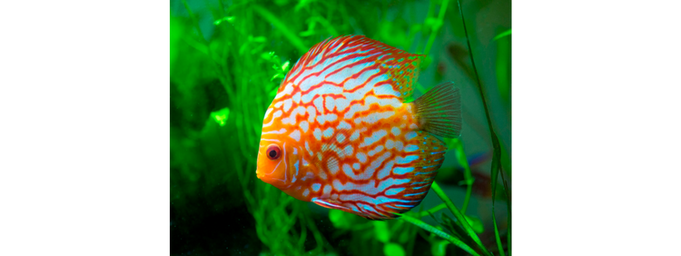 七彩神仙鱼