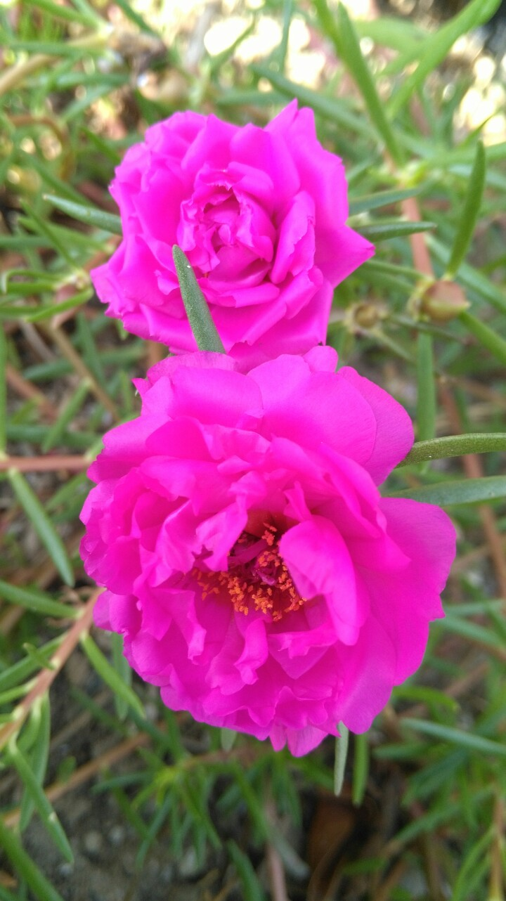 午时花