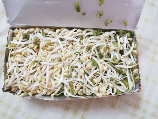 发豆芽