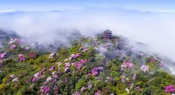 杜鹃公园.jpg