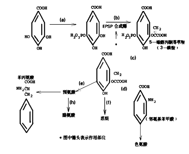 草甘膦