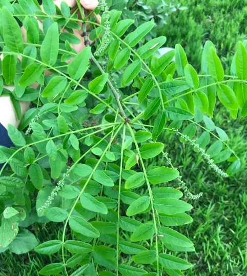 山皂荚