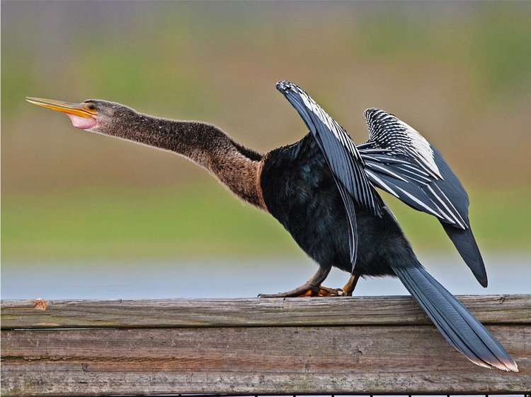 Anhinga anhinga.jpeg