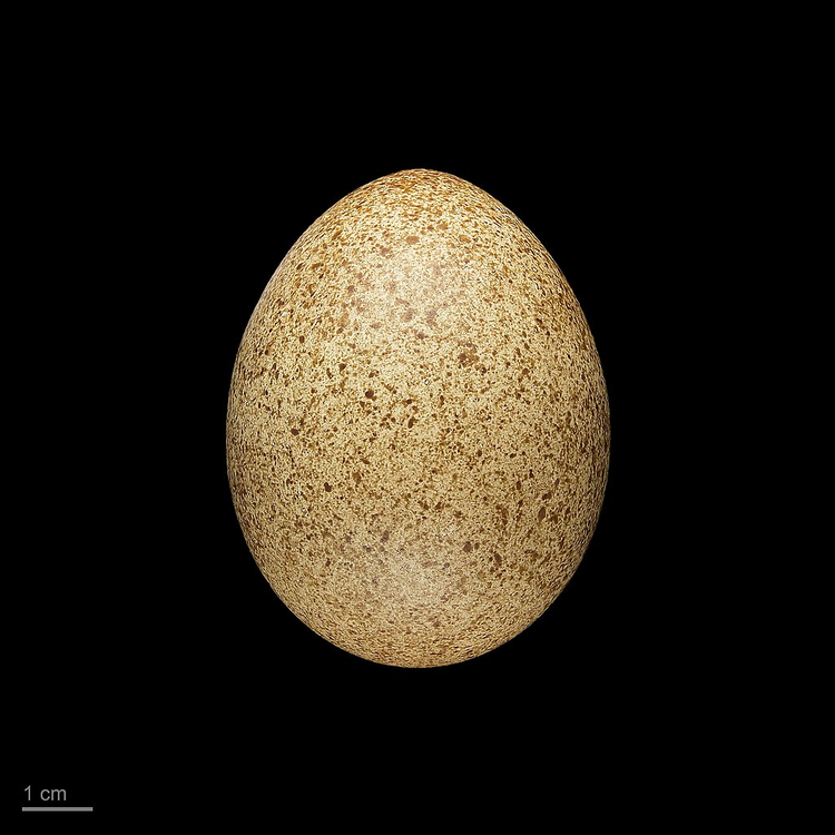 Tragopan_temminckii_MHNT.ZOO.2010.11.10.jpeg