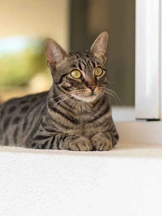 虎斑猫