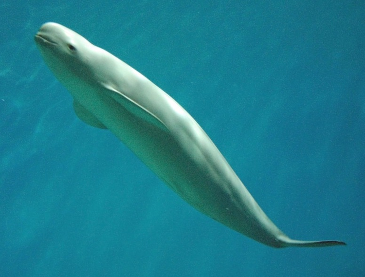 上海海洋水族馆