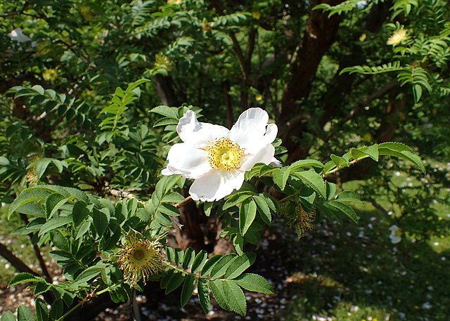 缫丝花