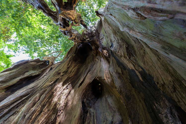 通道侗族自治县