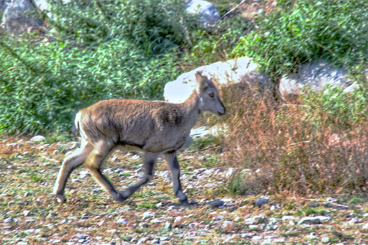 贺兰山精灵——岩羊