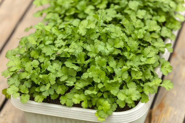 芫荽