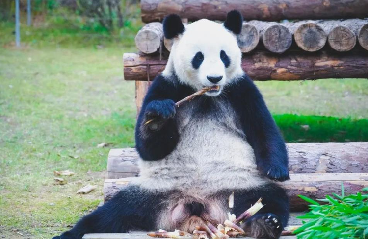 紫清湖野生动物世界