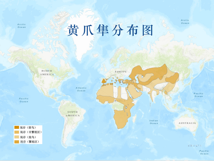 黄爪隼分布图