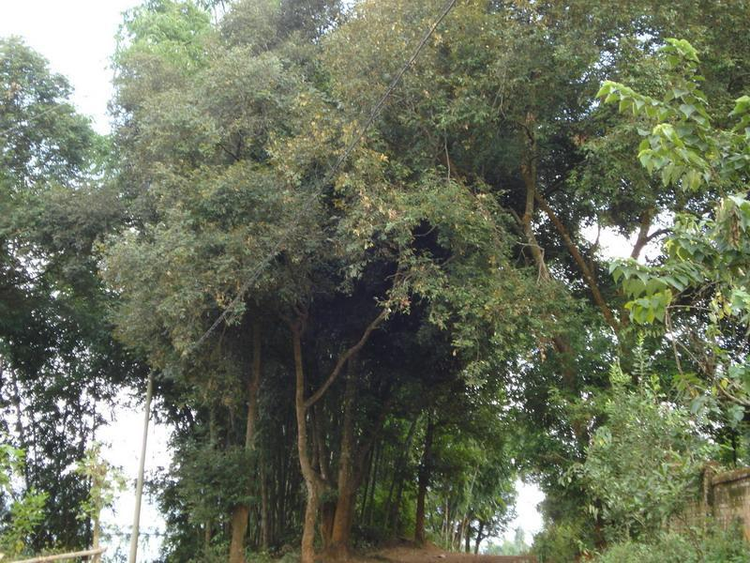 生态林