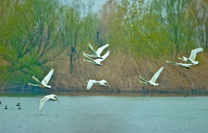 江苏沛县安国湖国家湿地公园