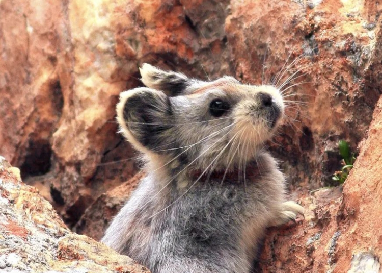 新疆维吾尔自治区