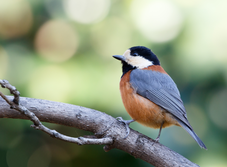 Varied_tit_at_Tennōji_Park_in_Osaka,_January_2016.jpeg