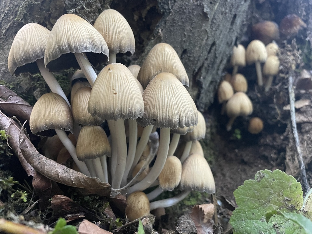 墨汁鬼伞
