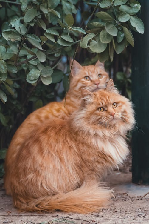虎斑猫