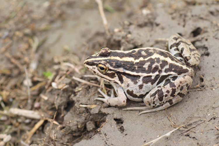 日本黑斑池蛙或黑斑蛙Black-spotted Pond Frog or Dark-spotted frog (Rana nigromaculata) in Japan.jpeg