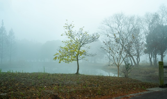 雾中的朴树，太仓.苏州2021.jpeg