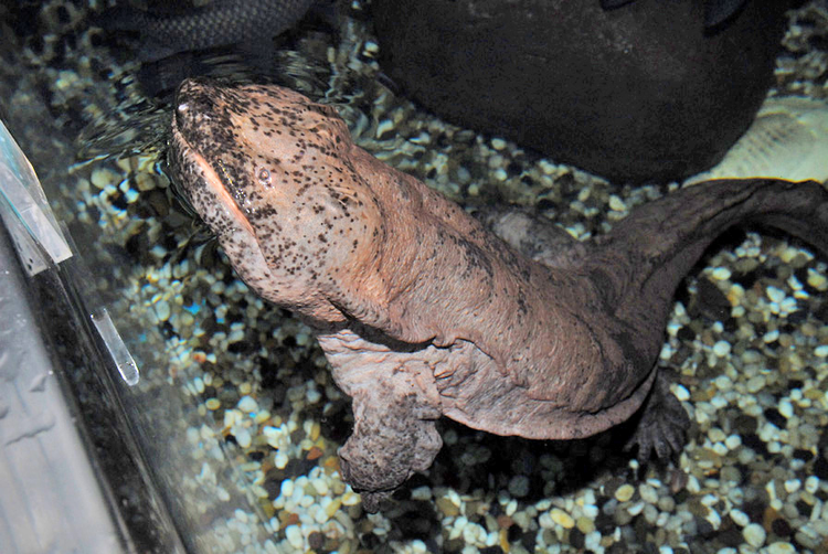 上海海洋水族馆