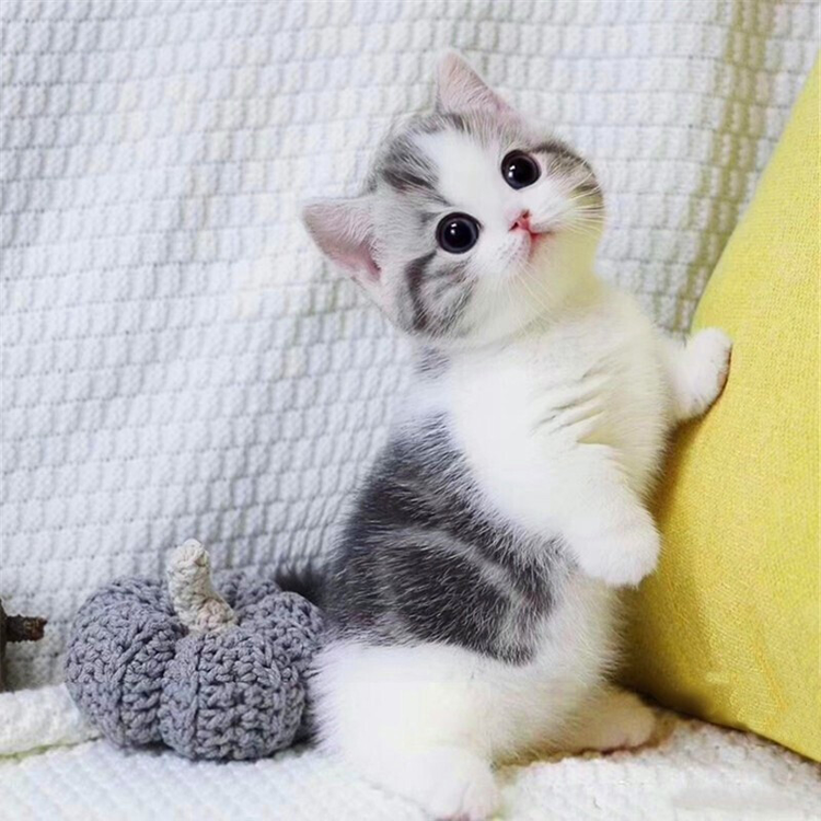 重点色英国短毛猫