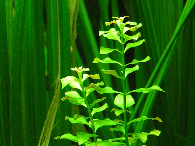 苦草