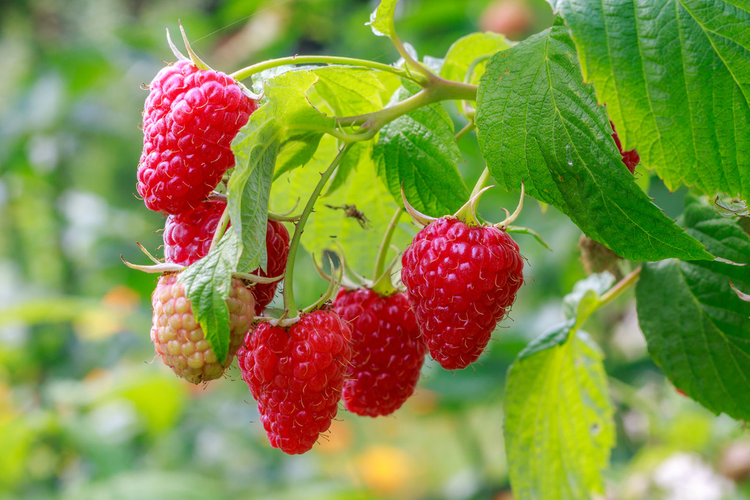 树莓Growing raspberries
