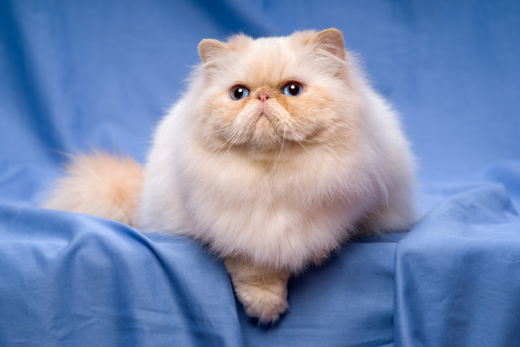 波斯猫