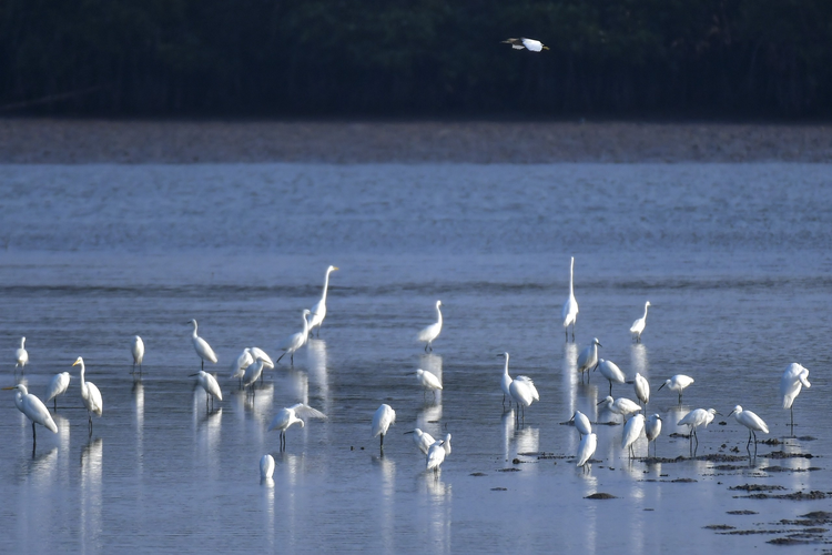 中新社：海南东寨港国家级自然保护区迎来大批越冬候鸟