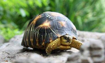 长沙生态动物园