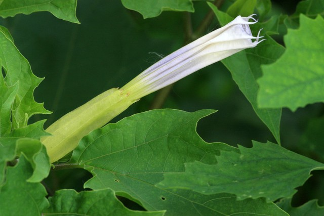 曼陀罗工厂Mandala plant.jpeg
